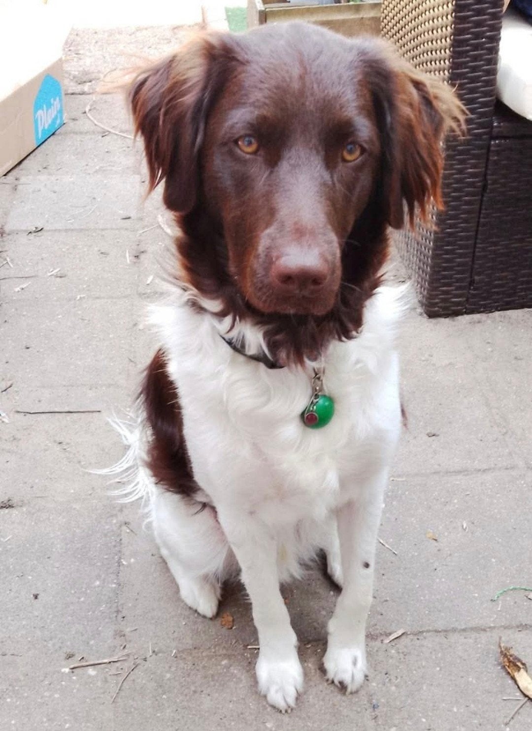 stabij reu douwe zoekt nieuw huisje. (gecastreerd), 1 tot 2 jaar, Eén hond, Nederland, Particulier