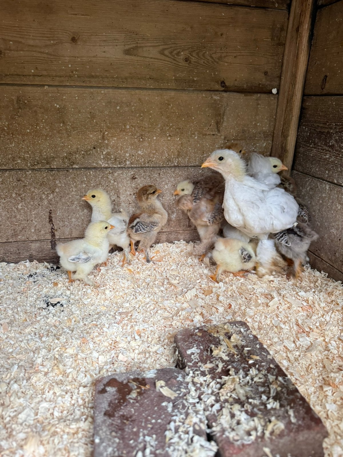BRAHMA kuikens, Dieren en Toebehoren, Pluimvee, Meerdere dieren, Kip