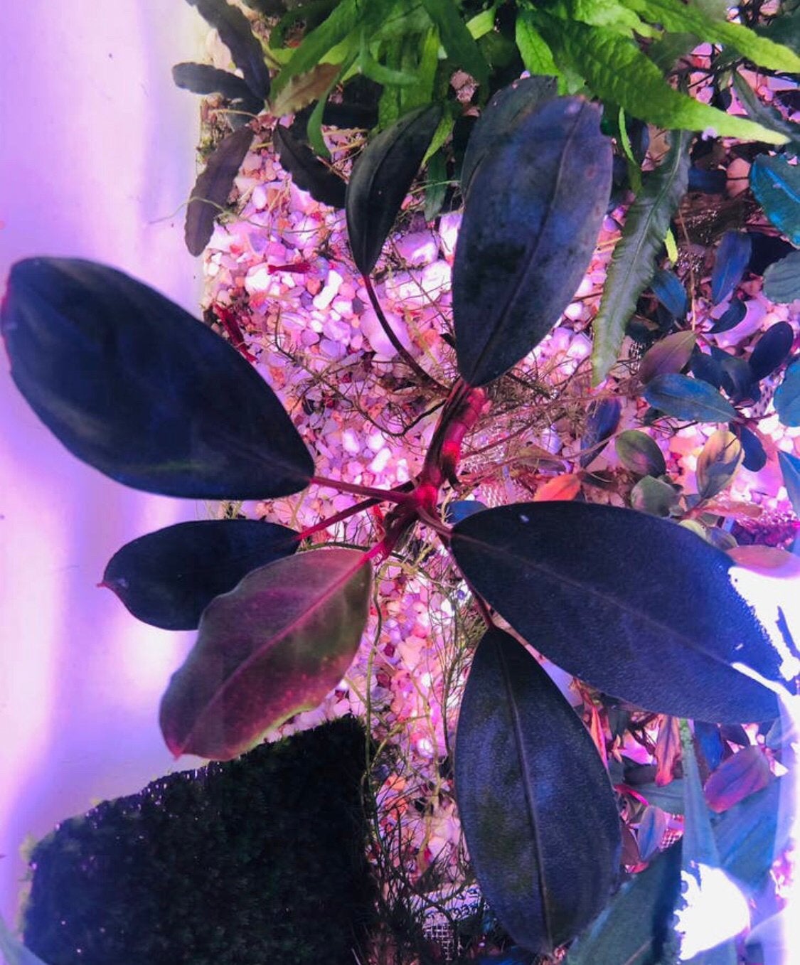 Bucephalandra Pink Lady XXL, Ophalen of Verzenden, Plant(en), Steen of Hout
