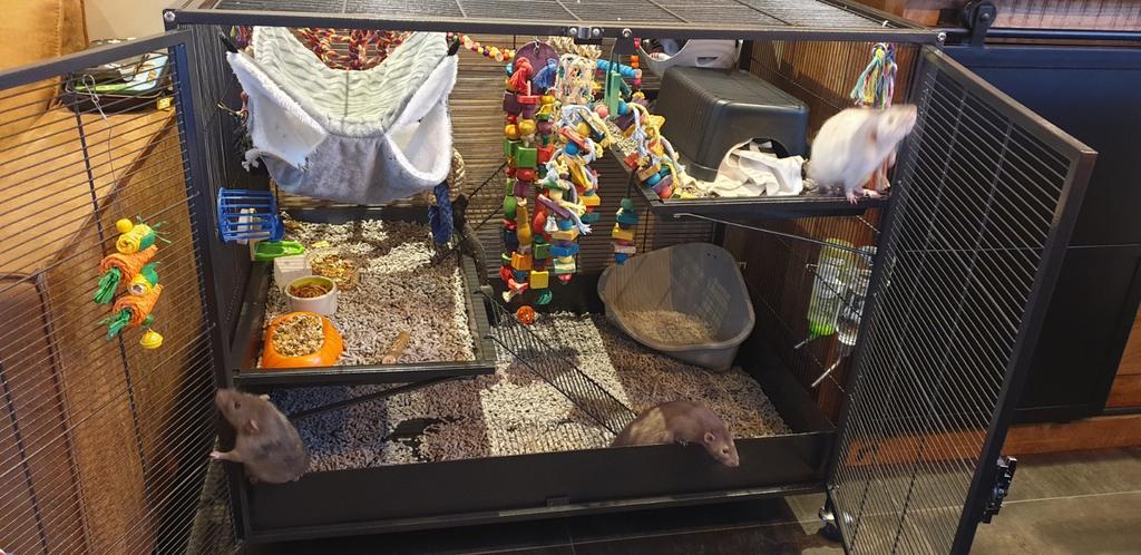 3 lieve tamme ratten 9 maand oudmet kooi en alle toebehoren, Dieren en Toebehoren, Knaagdieren, Rat, Mannelijk, Juli, Tam