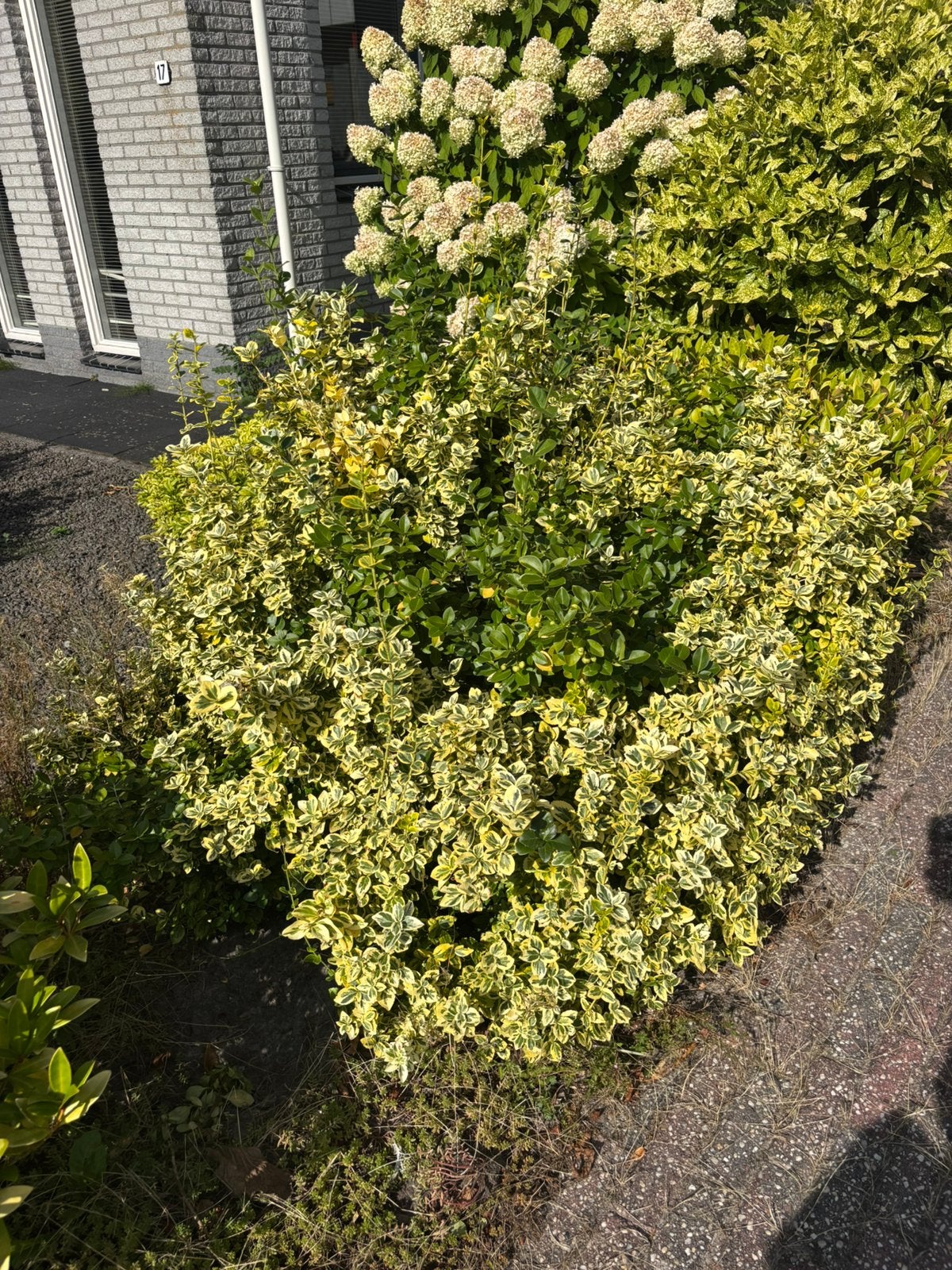 Gratis Emerald 'n Gold tuinplant, Ophalen, Overige soorten, Minder dan 100 cm