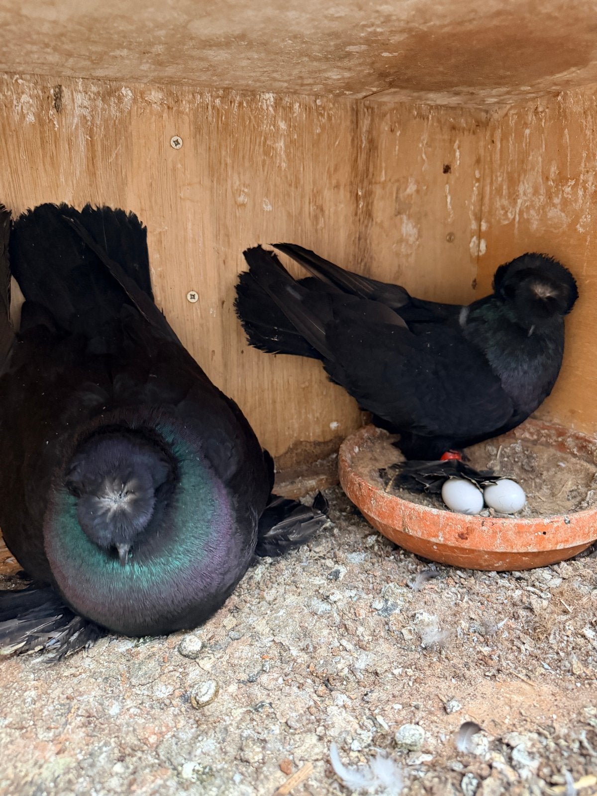 Mooi en gezond koppel duiven te koop., Dieren en Toebehoren, Vogels | Duiven