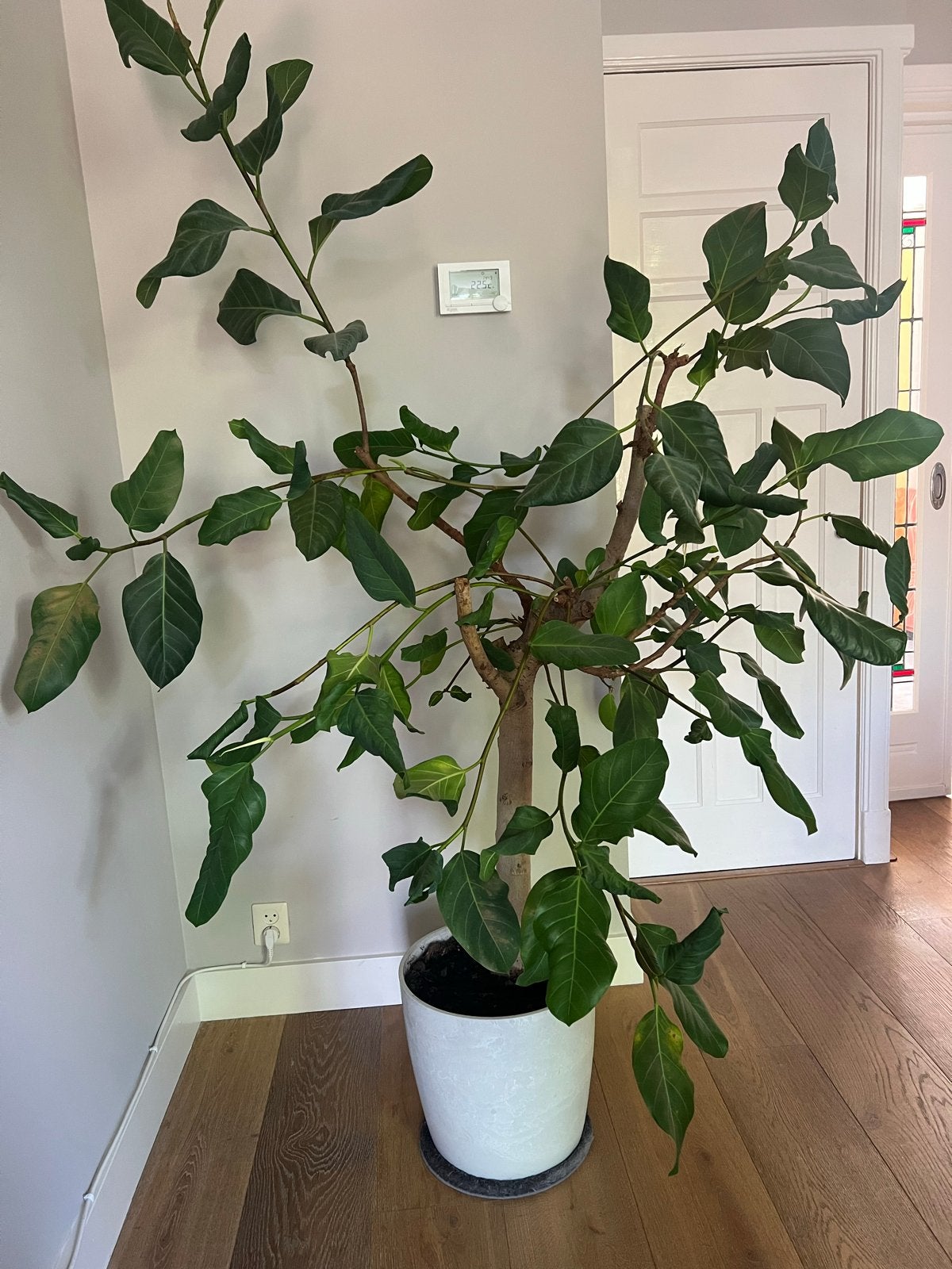Grote Ficus Benghalensis - 1.80m hoog, Ophalen, Binnen, Kunstplant, Gebruikt