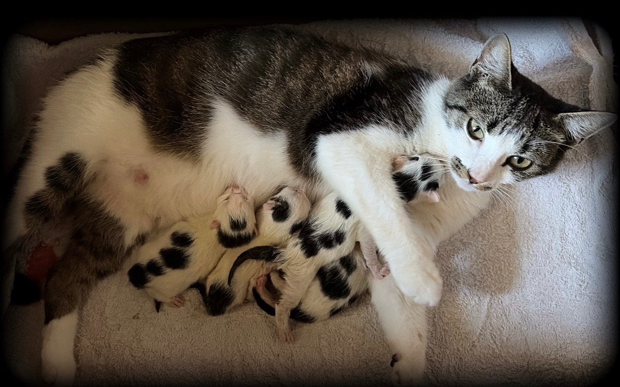 3 kittens te koop