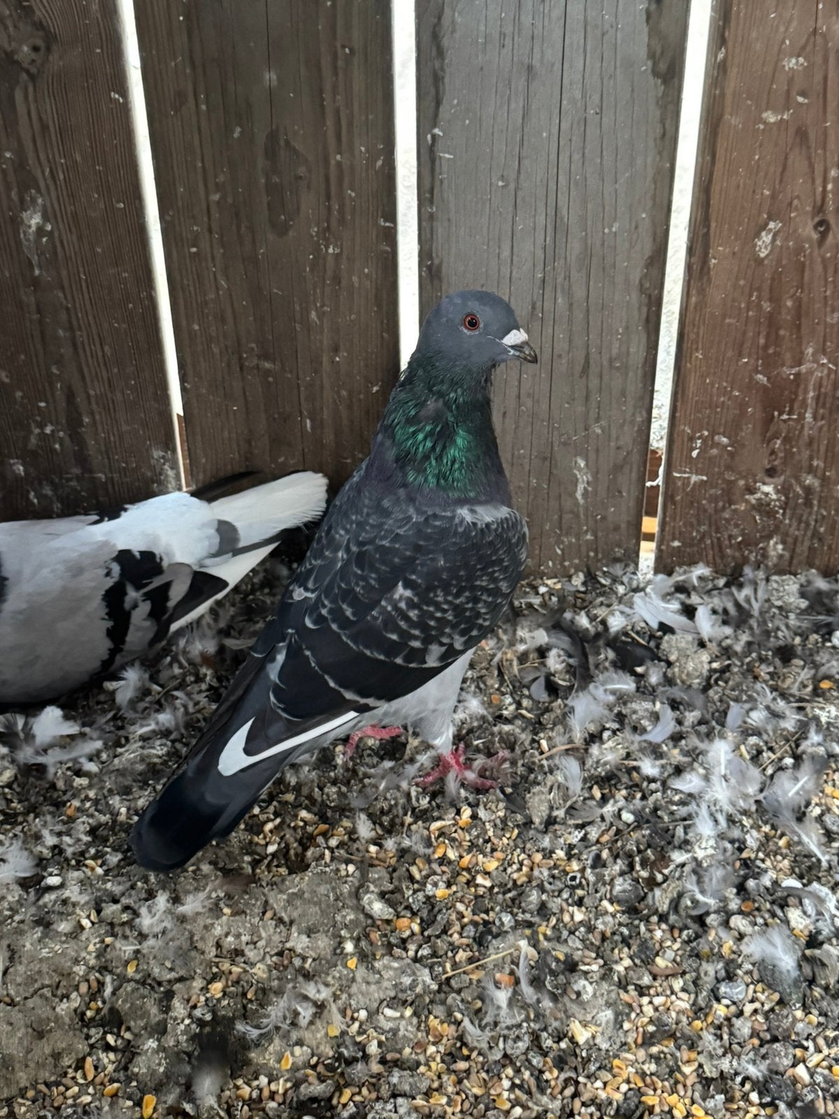 Jonge postduiven, Meerdere dieren, Postduif