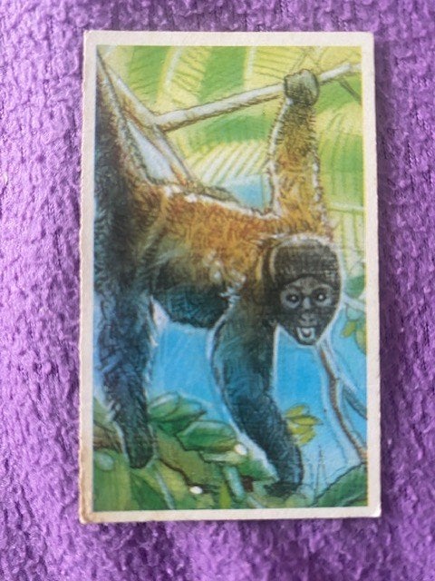 oud verzamelkaartje van een aap woolly spider monkey 31, Verzamelen, Foto's en Prenten, 1960 tot 1980, Gebruikt, Ophalen of Verzenden