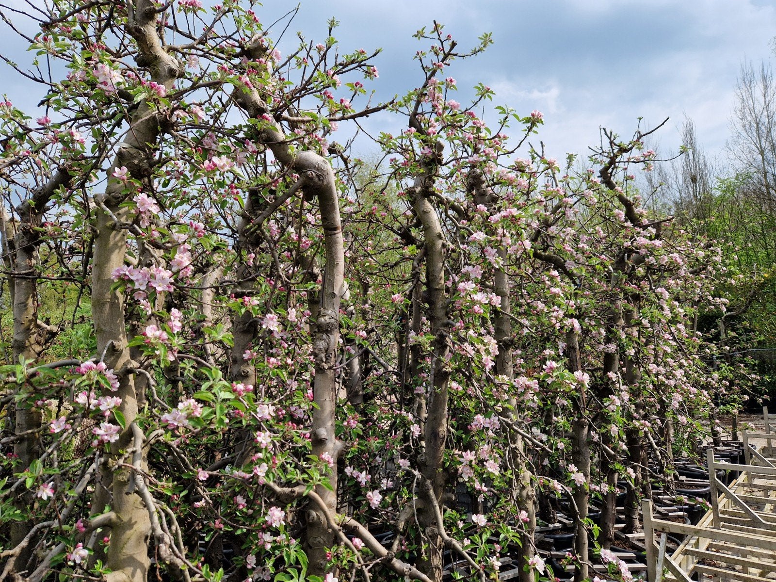 Malus Elstar Oude Appelboom XXL - Grote Maten, Overige soorten, Lente, 250 tot 400 cm, Ophalen