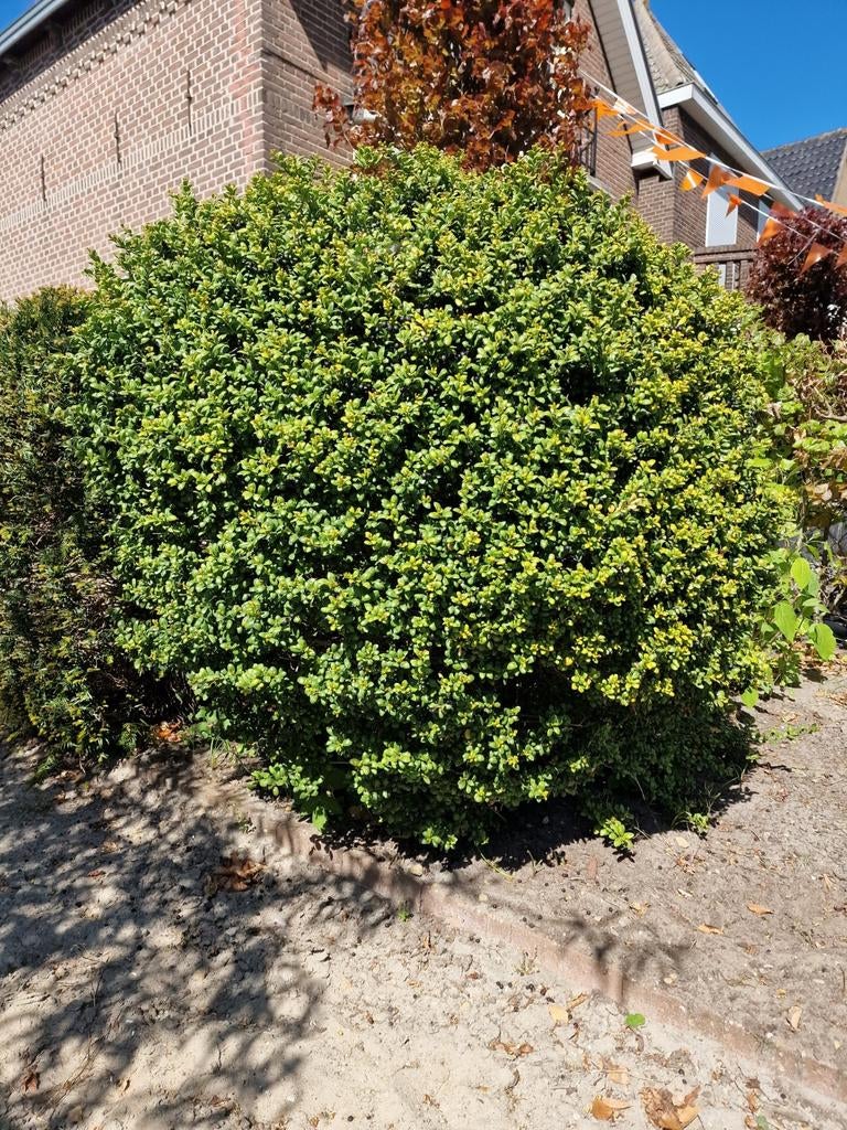 Te koop Japanse Hulst (Ilex crenata) in bolvorm, Ophalen, Buxus, Struik, 100 tot 250 cm