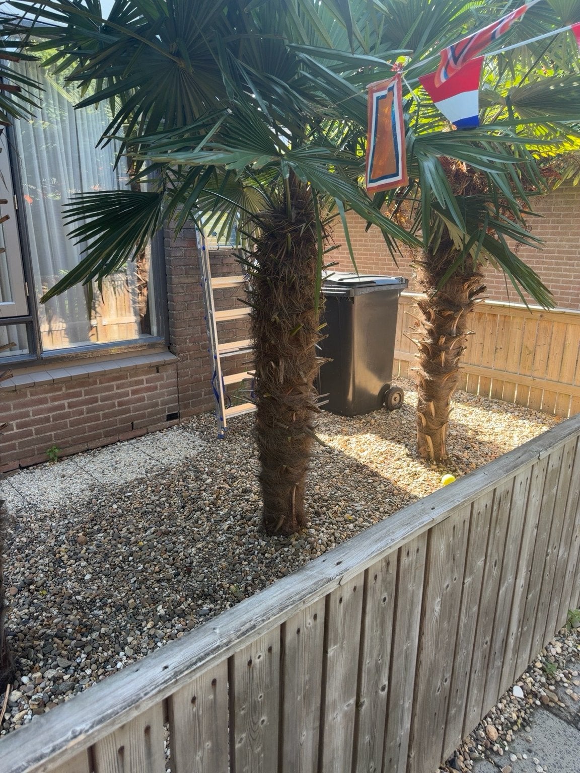 Grote winterharde palmboom (Trachycarpus Fortunei) te koop, Tuin en Terras, 250 tot 400 cm, Zomer, Palmboom, Ophalen