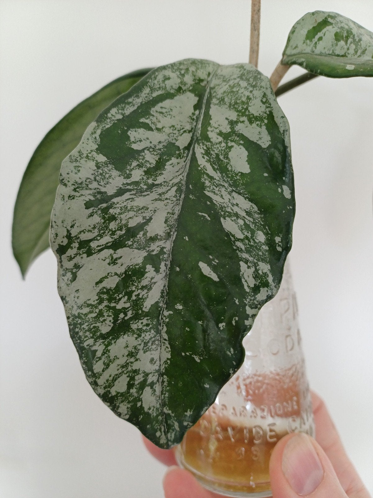 Hoya carnosa splash, Huis en Inrichting, Kamerplanten, Ophalen of Verzenden, Halfschaduw, Minder dan 100 cm