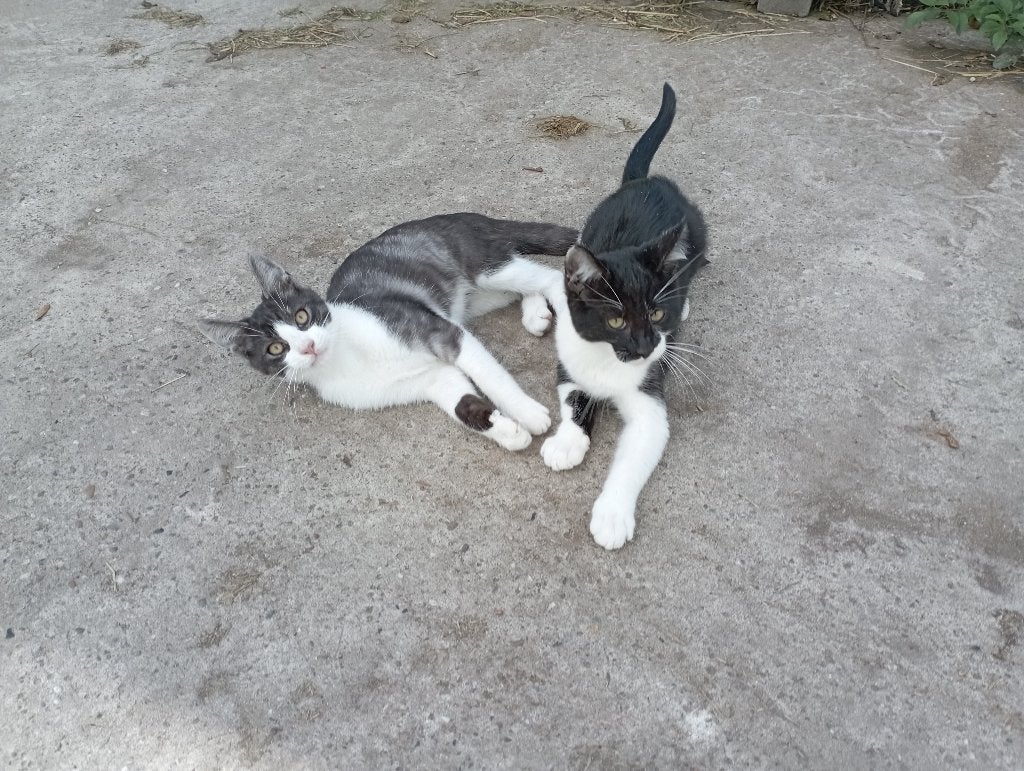 Twee stoere forse halve Maine Coon broertjes., Kater, Kortharig, 0 tot 2 jaar