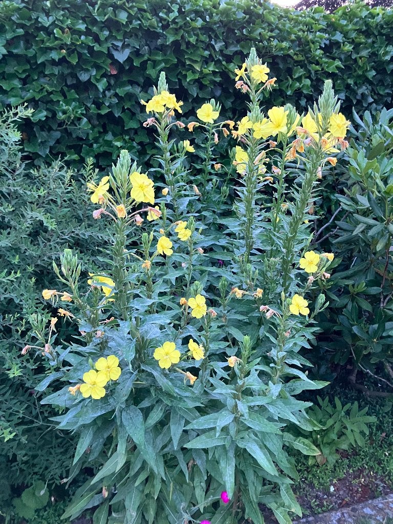 Gele tuinplanten stekken van Nachtkaars Teunisbloem, Volle zon, Tweejarig, Zomer, Ophalen