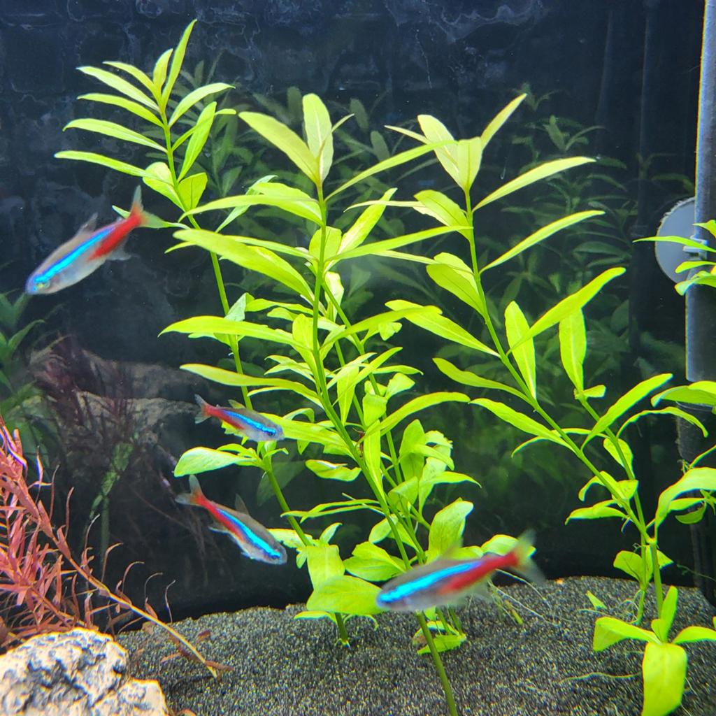 Neontetra, Vis