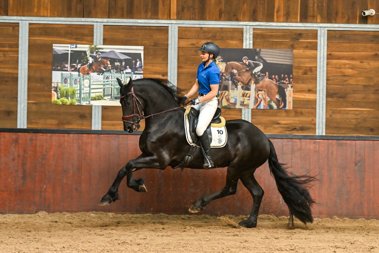 Rastypische 3-jarige Friese merrie stb AA drachtig, Dieren en Toebehoren, Paarden, Merrie, Dressuurpaard, Met stamboom, 3 tot 6 jaar
