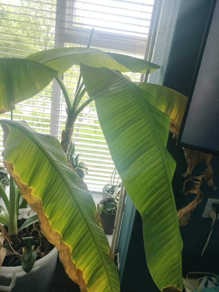 Grote bananenplant - Musa, Ophalen of Verzenden, In pot, 150 tot 200 cm, Volle zon