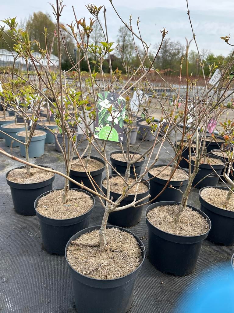 Cornus kousa 'National' - Japanse Kornoelje, Volle zon, Vaste plant, Lente, Ophalen