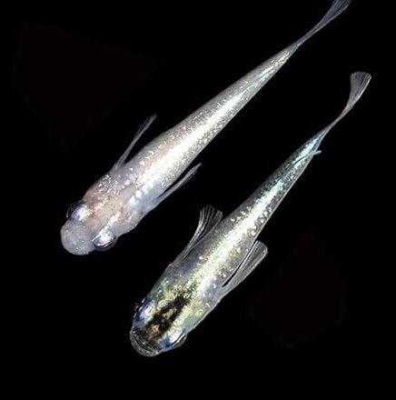 Medaka - Japanse Rijstvis - White Lamé, Karper of Koi