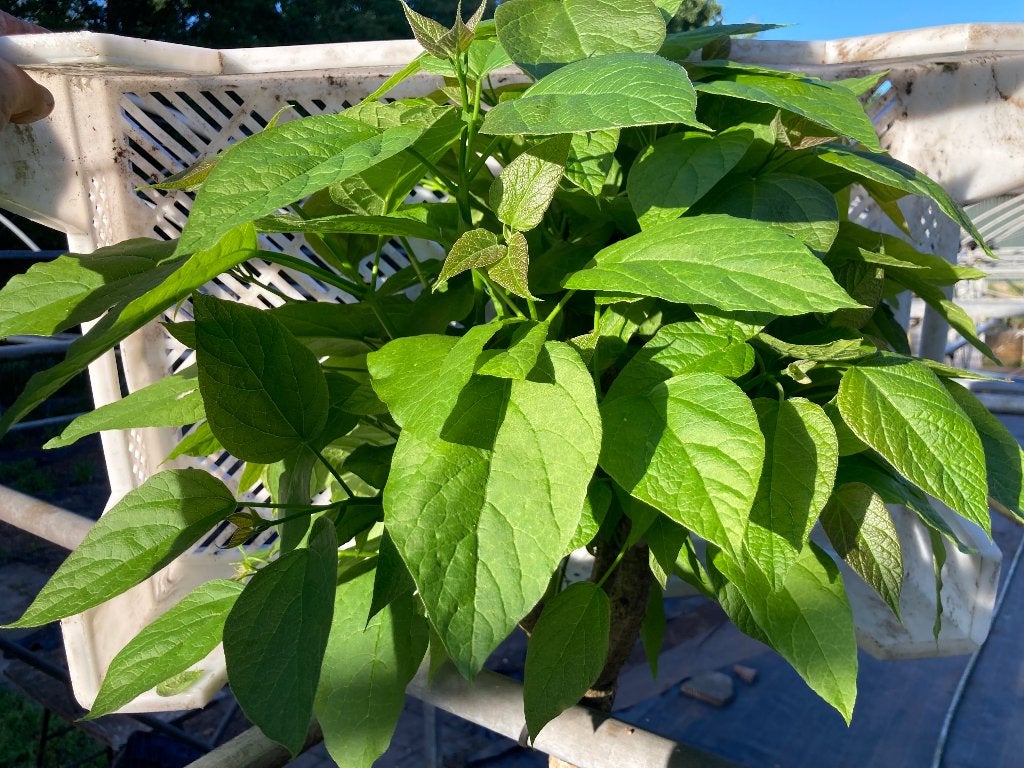 Catalpa b. Nana Bolcatalpa € 30 p/stuk, 100 tot 250 cm, Zomer, Ophalen, Volle zon