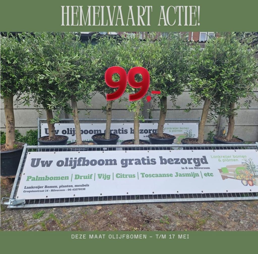 HEMELVAARTS ACTIE: Olijfbomen 99 euro, Tuin en Terras, Planten | Bomen, Ophalen of Verzenden