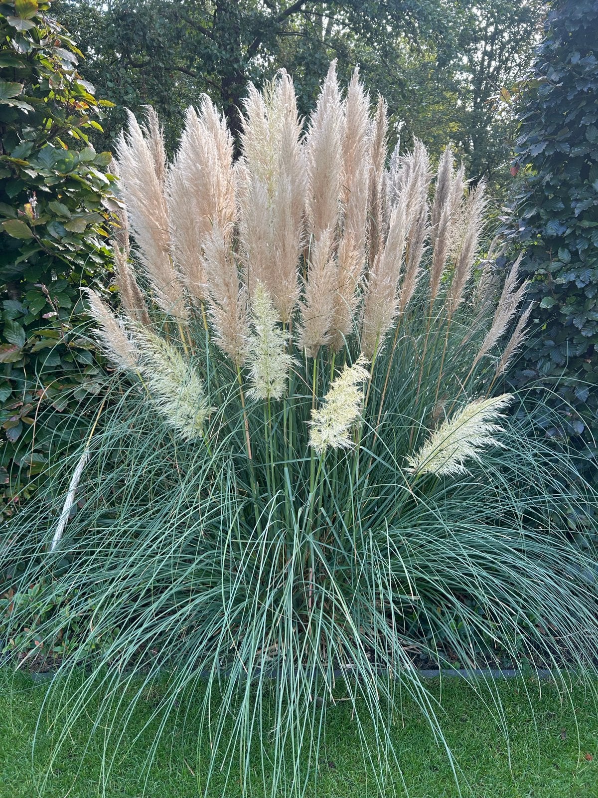 Pampas pluimen, Ophalen, Volle zon, Vaste plant, Siergrassen