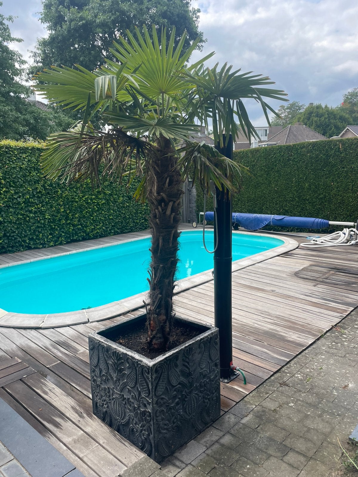 Chinese waaierpalmen, Tuin en Terras, 100 tot 250 cm, Zomer, Palmboom, Ophalen