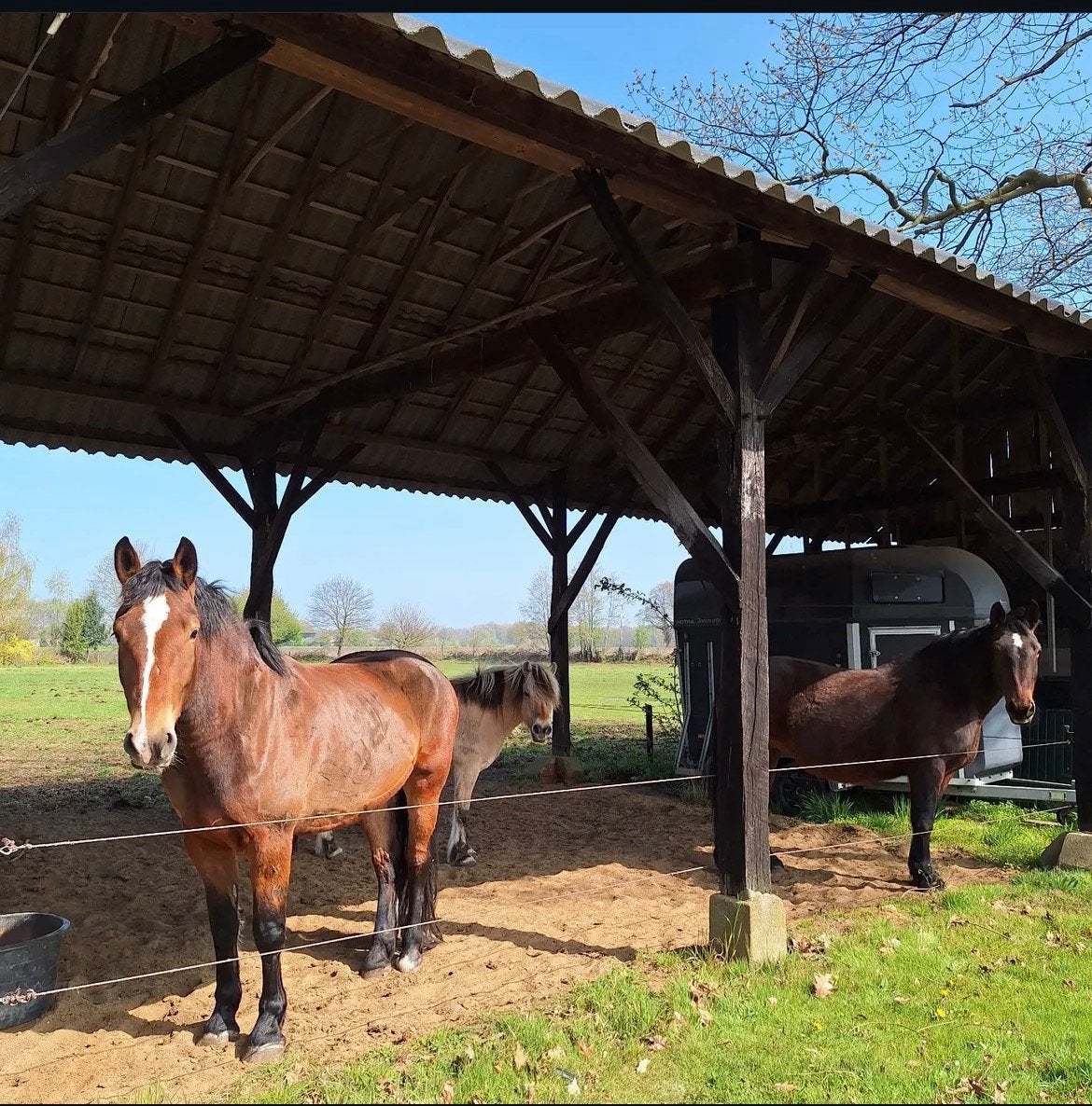 24/7 weidegang beschikbaar, Weidegang, 1 paard of pony