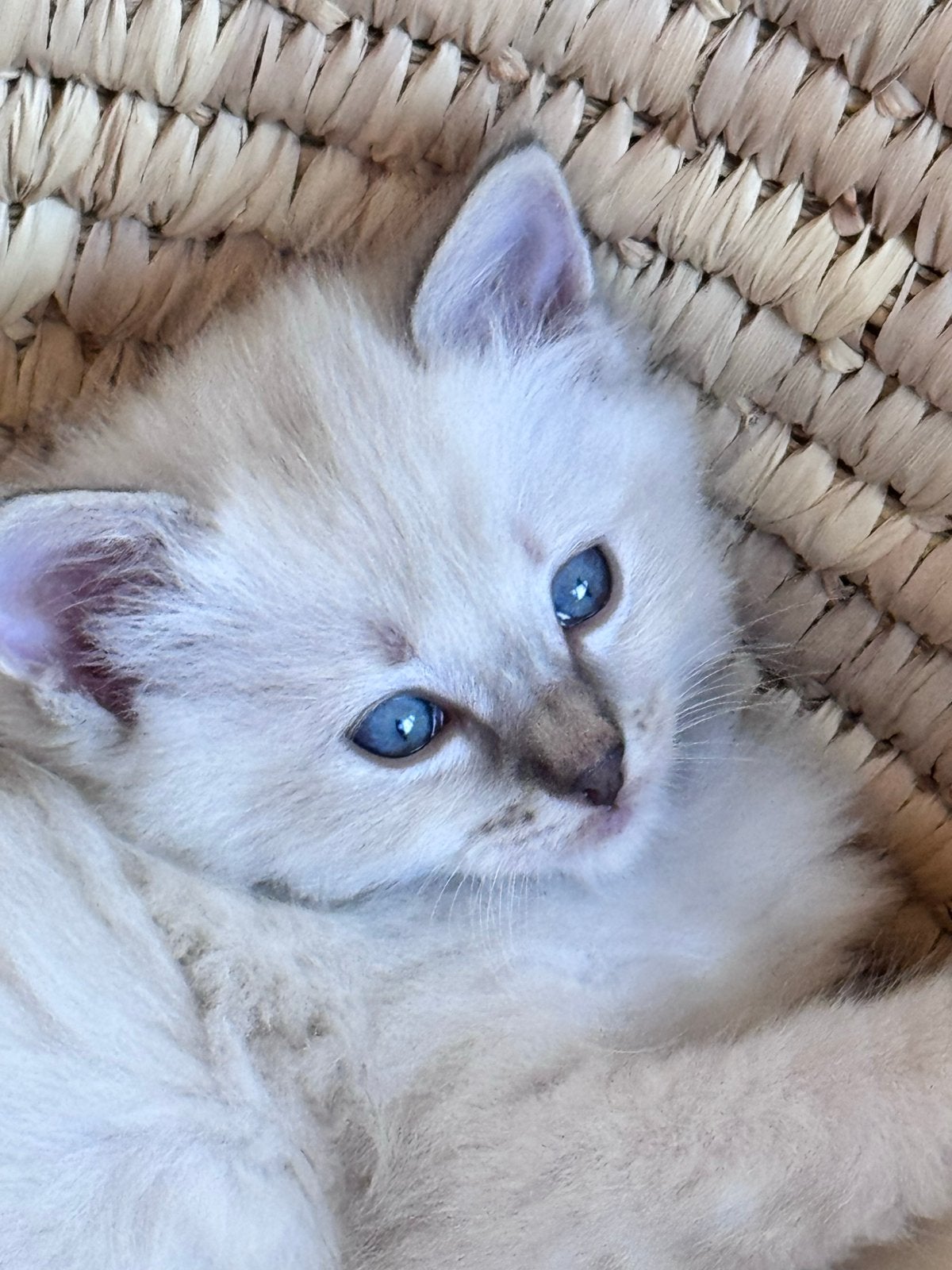 Prachtig Ragdoll Blue Point katertje, Kater
