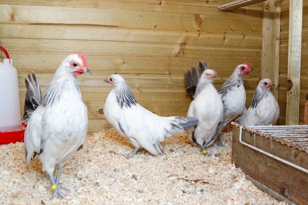 Hollandse krielen, Dieren en Toebehoren, Pluimvee, Meerdere dieren, Kip
