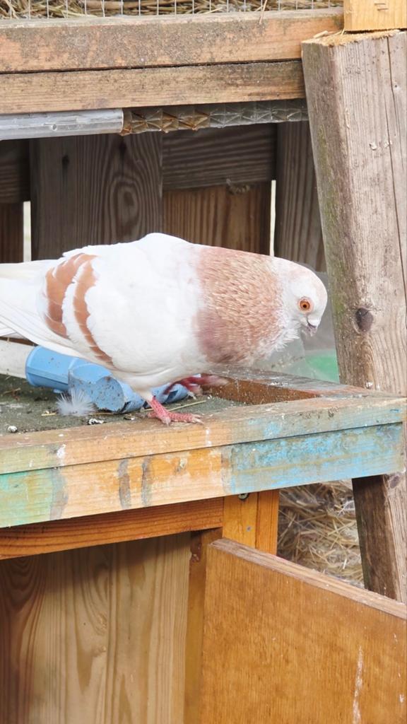 Koppel sierduiven, Dieren en Toebehoren, Vogels | Duiven, Meerdere dieren, Overige soorten