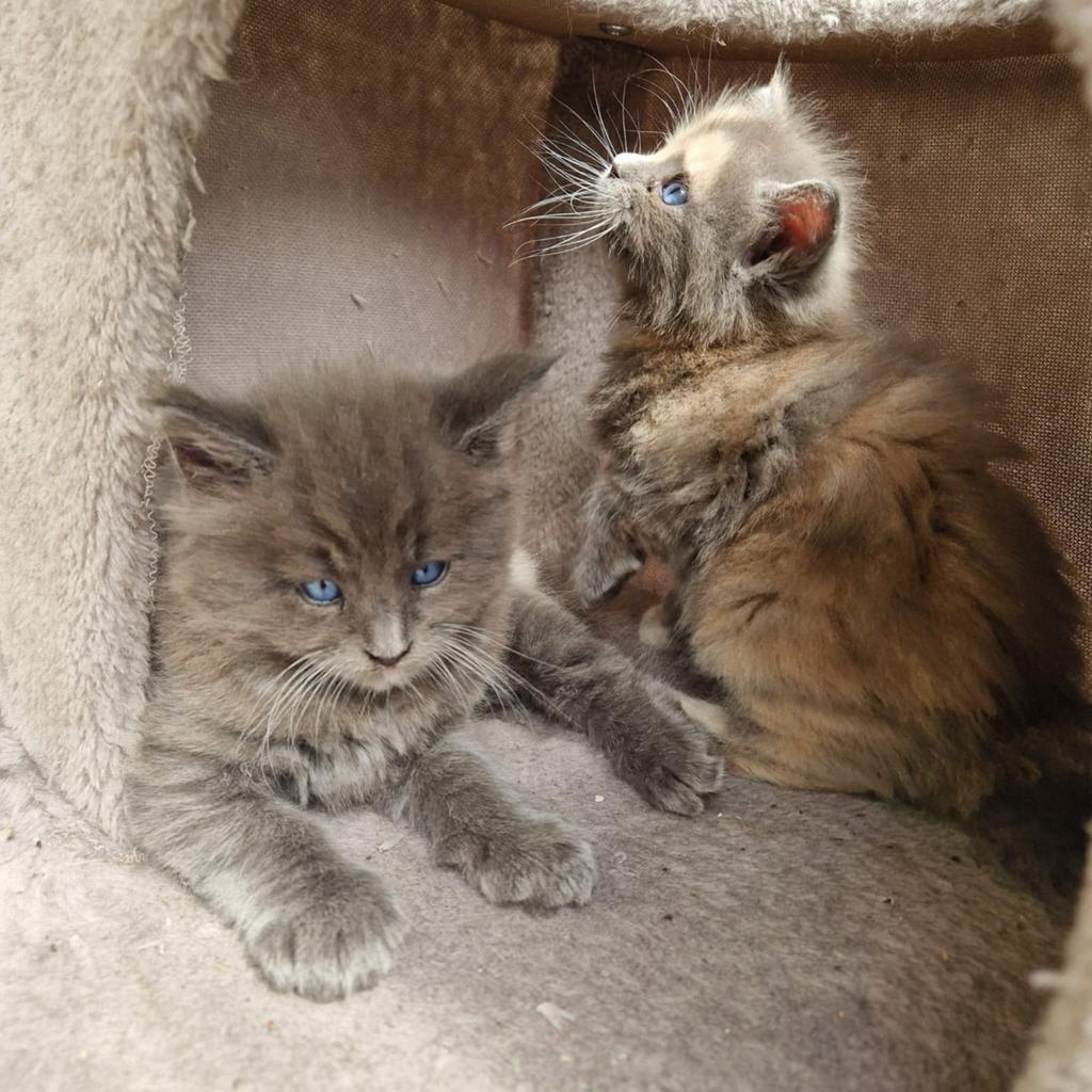 Maine coon kittens, Dieren en Toebehoren, Katten en Kittens | Raskatten | Langhaar, Meerdere dieren, Ontwormd, 0 tot 2 jaar