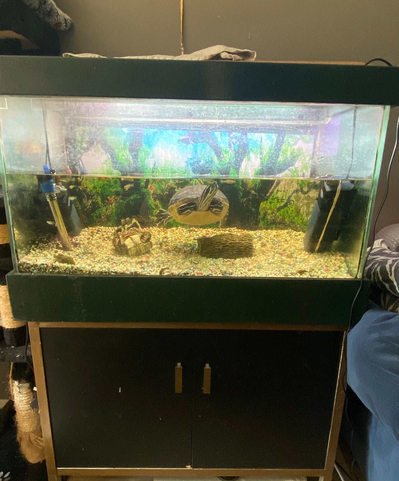 Gratis aquarium incl. guppen, Ophalen, Inclusief vissen, Zo goed als nieuw, Gevuld zoetwateraquarium