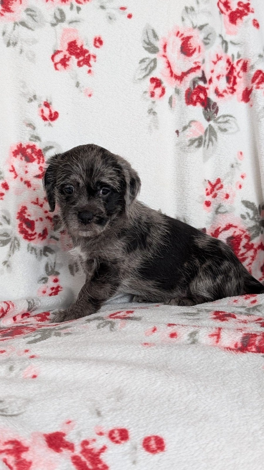 Super knappe kruising shitszu/jack Russel pups, Overige rassen, 8 tot 15 weken, Meerdere, Meerdere dieren