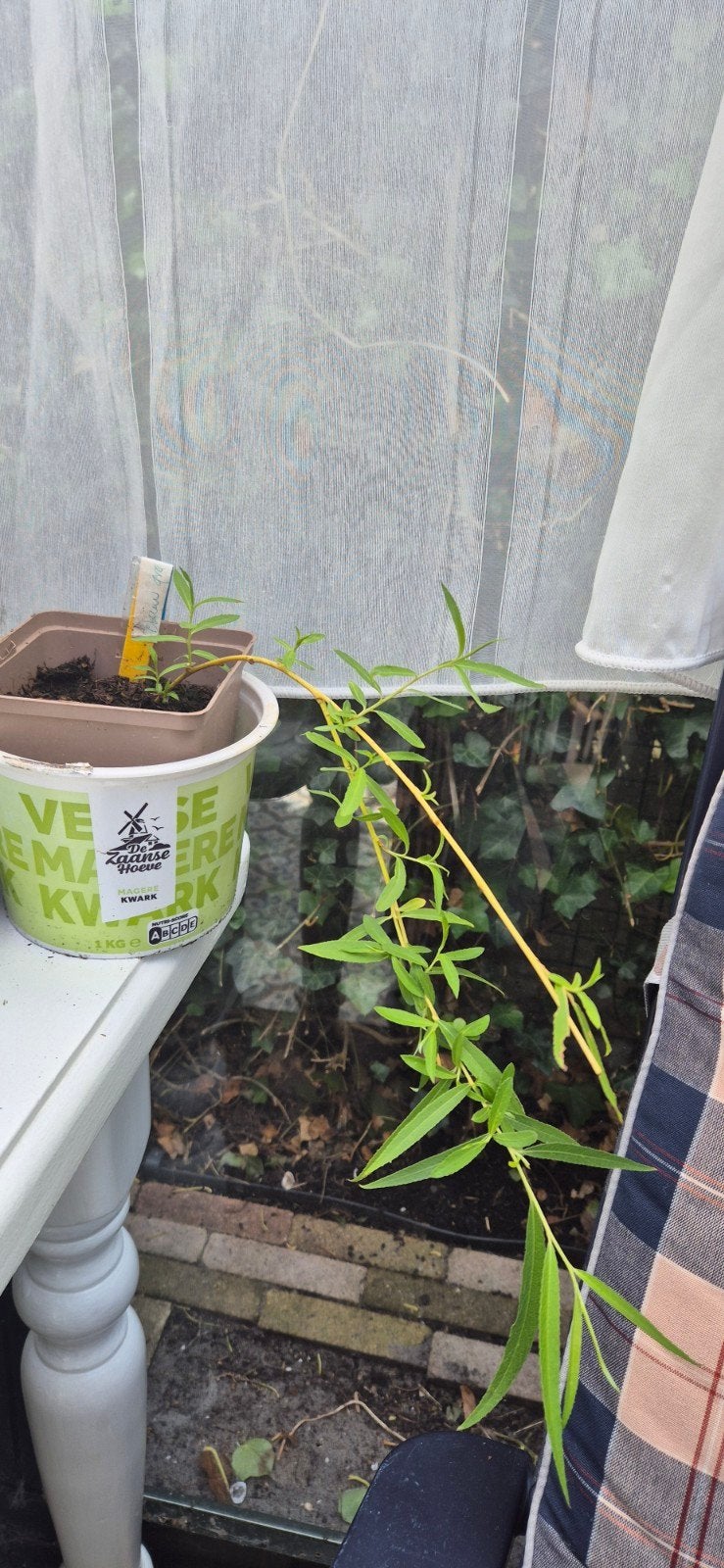 Treurwilg, Minder dan 100 cm, Ophalen, In pot, Treurboom