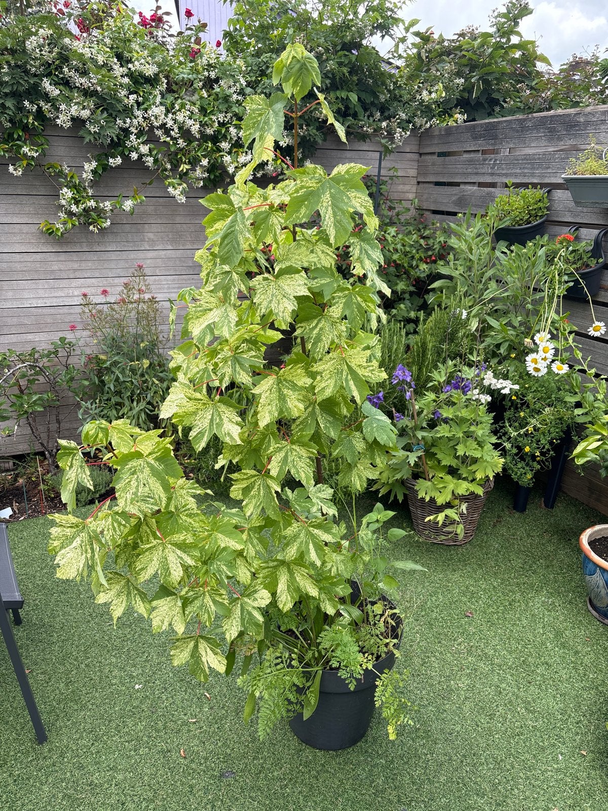Bonte esdoorn in pot - Decoratieve boom voor terras/tuin, In pot, Bloeit niet, Halfschaduw, 100 tot 250 cm