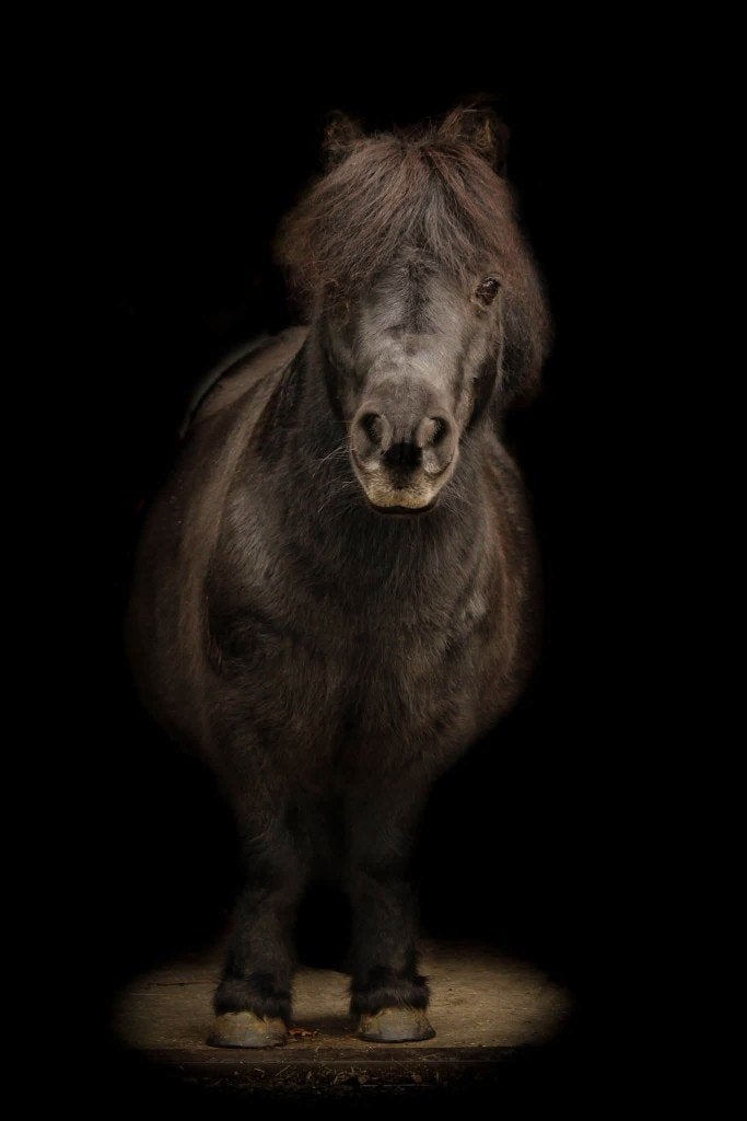 Lieve shetlander ruin te koop, Dieren en Toebehoren, Pony's, Ruin, Niet van toepassing, A pony (tot 1.17m), 11 jaar of ouder