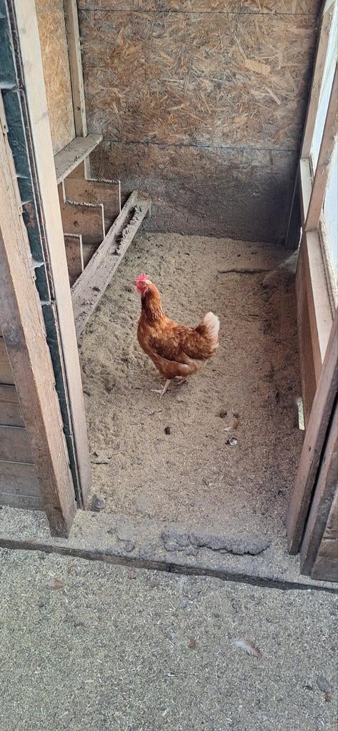 Een gratis kip, Dieren en Toebehoren, Pluimvee, Vrouwelijk, Kip