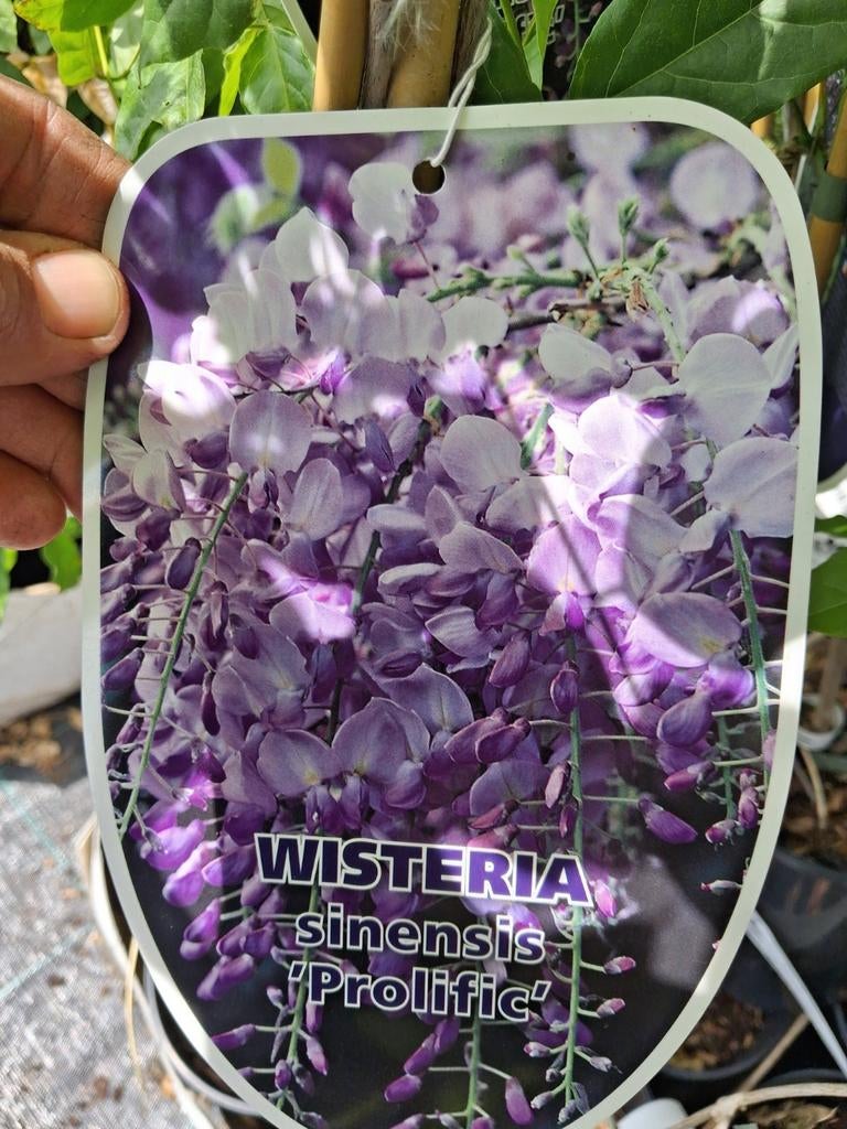 Wisteria Sinensis 'Prolific' - Blauwe Regen 100 cm, Tuin en Terras, Planten | Tuinplanten, Vaste plant, Ophalen of Verzenden, Halfschaduw