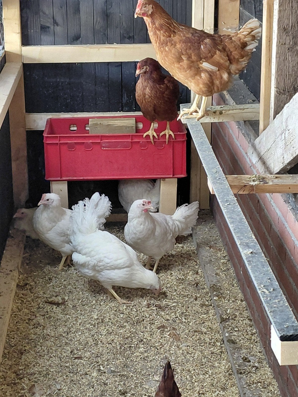 Te koop: Witte leghorns, Dieren en Toebehoren, Ophalen, Kippenhok of Kippenren