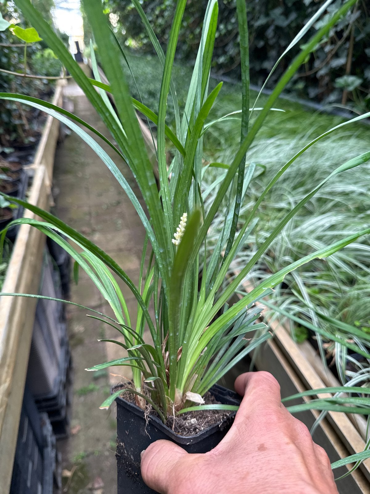 Liriope muscari 'Moneymaker' - Leliegras 9 en 14 cm pot, Ophalen, Bodembedekkers, Vaste plant, Halfschaduw