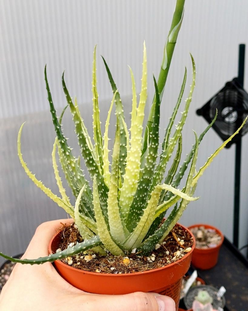 Aloë humilis variegata, Ophalen of Verzenden, In pot, Halfschaduw, Minder dan 100 cm