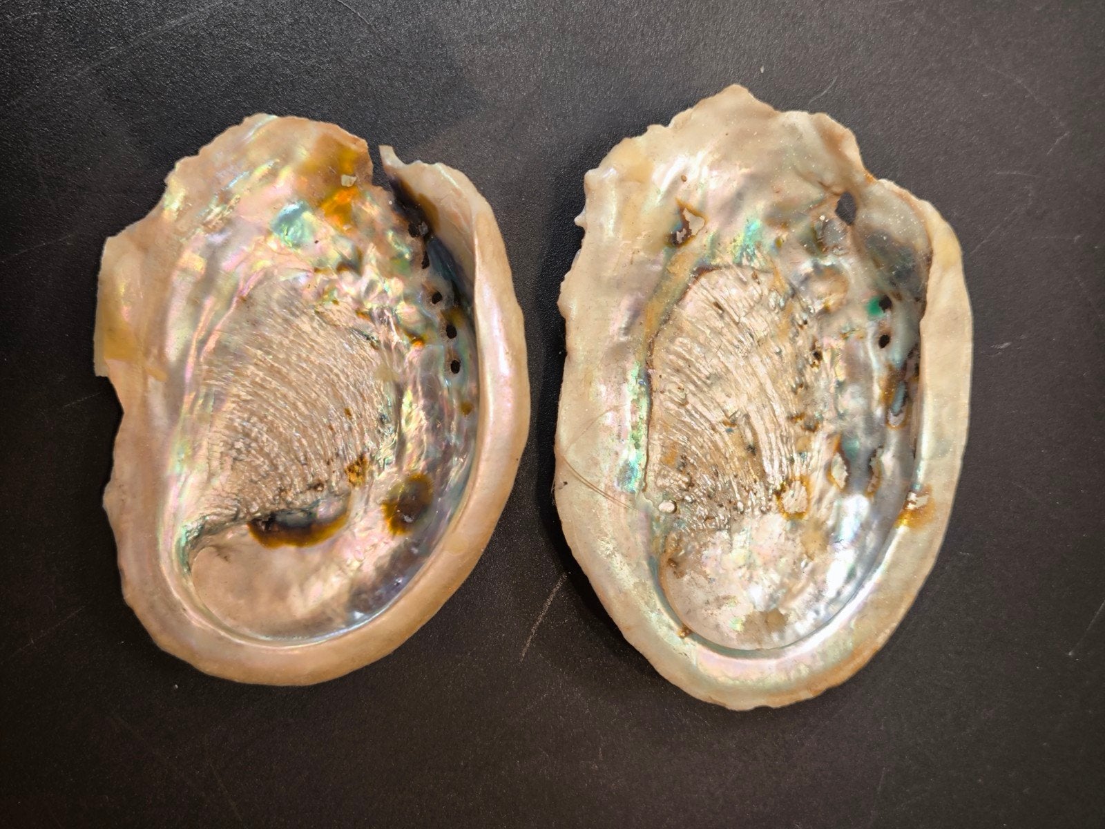 2 prachtige abalone schelpen - mooi formaat, Verzamelen, Ophalen of Verzenden, Zo goed als nieuw