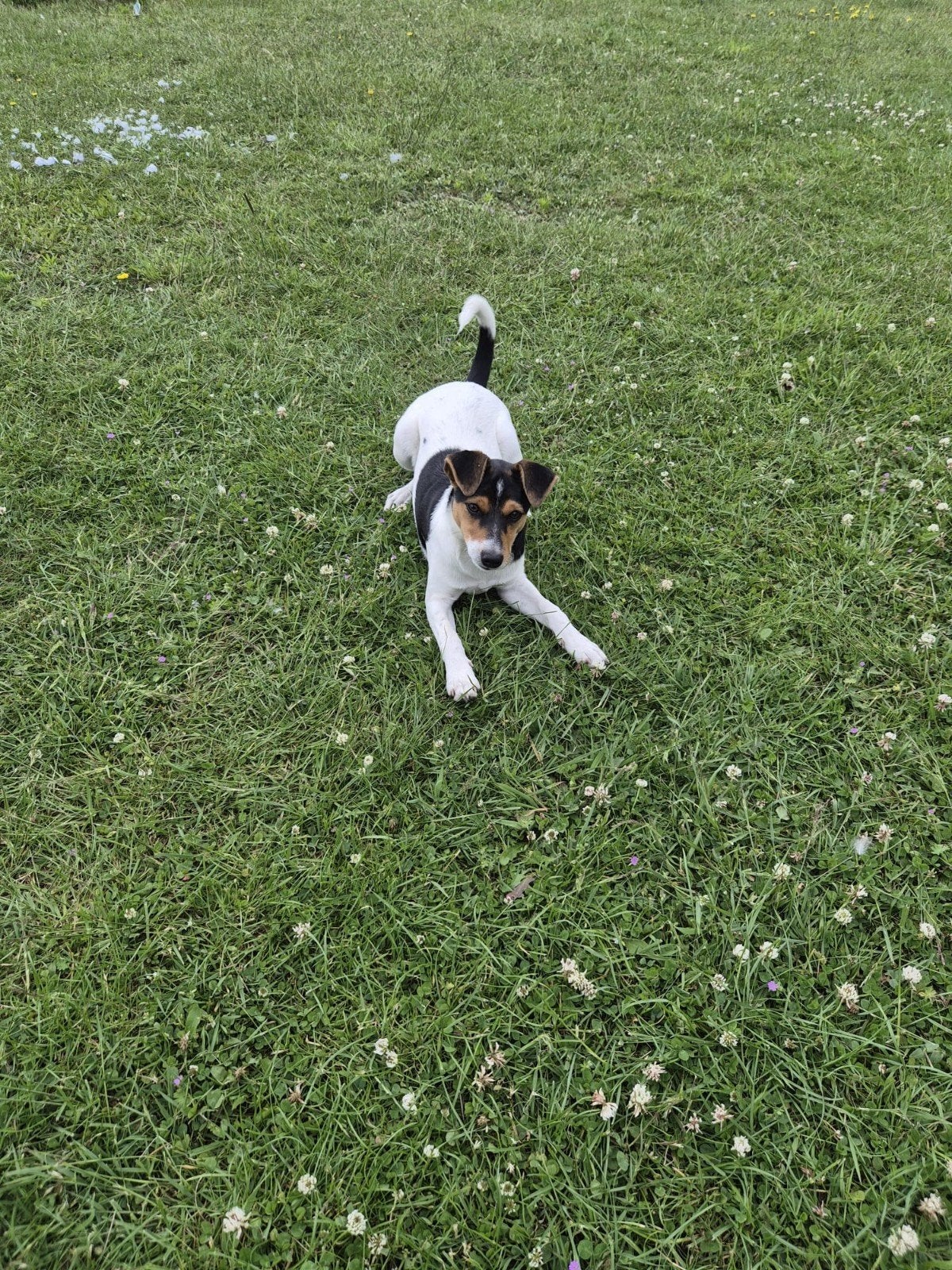 Boerenfox teef pup, Parvo, Teef, Eén hond, Nederland