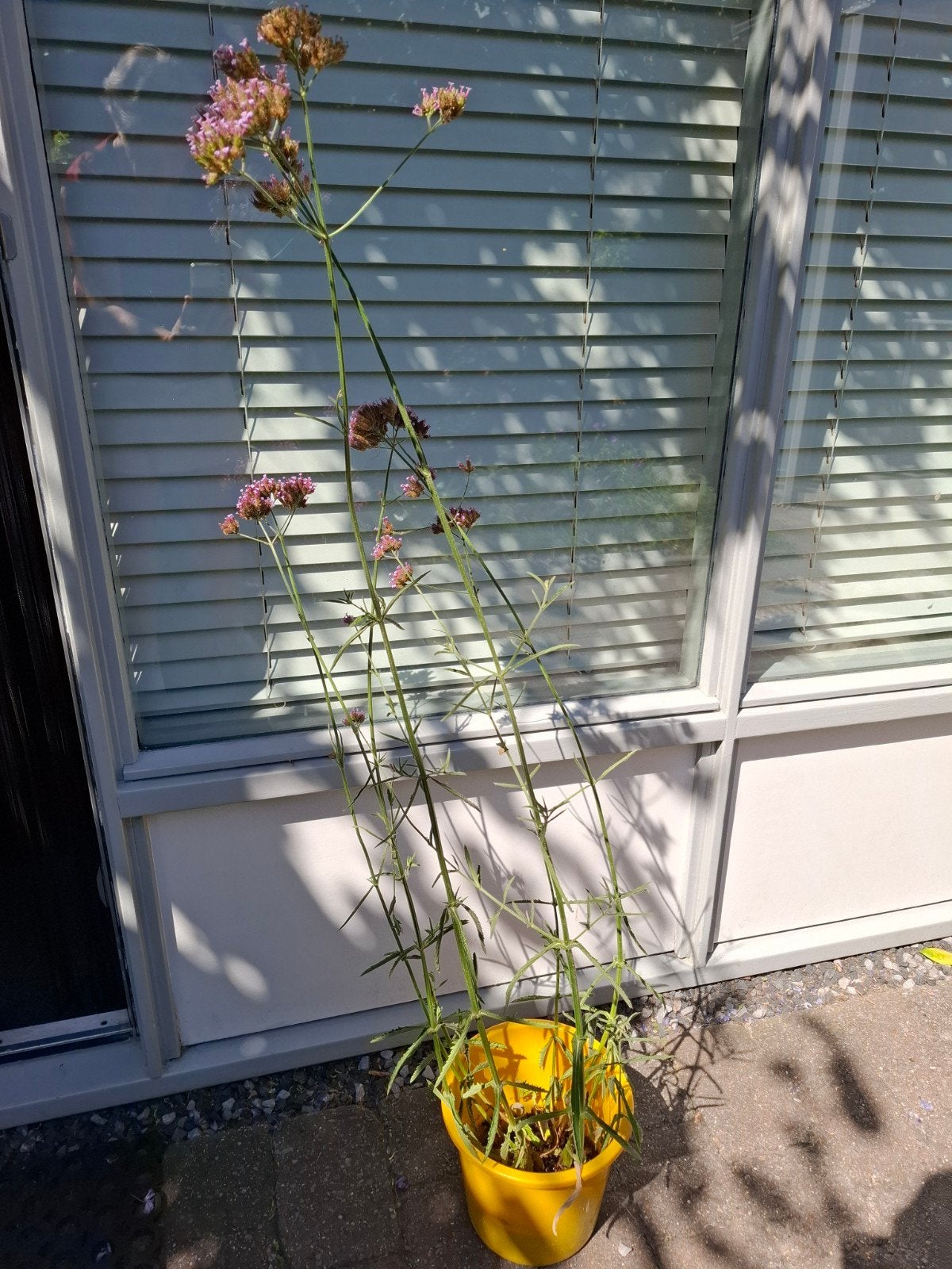 Verbena Bonariensis 150cm, stevige plant, Tuin en Terras, Planten | Tuinplanten, Volle zon, Vaste plant, Zomer, Ophalen