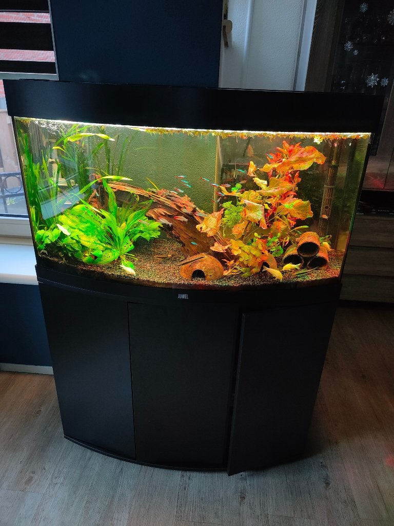 Geweldig mooi en compleet aquarium, Dieren en Toebehoren, Ophalen, Inclusief vissen, Zo goed als nieuw, Gevuld zoetwateraquarium