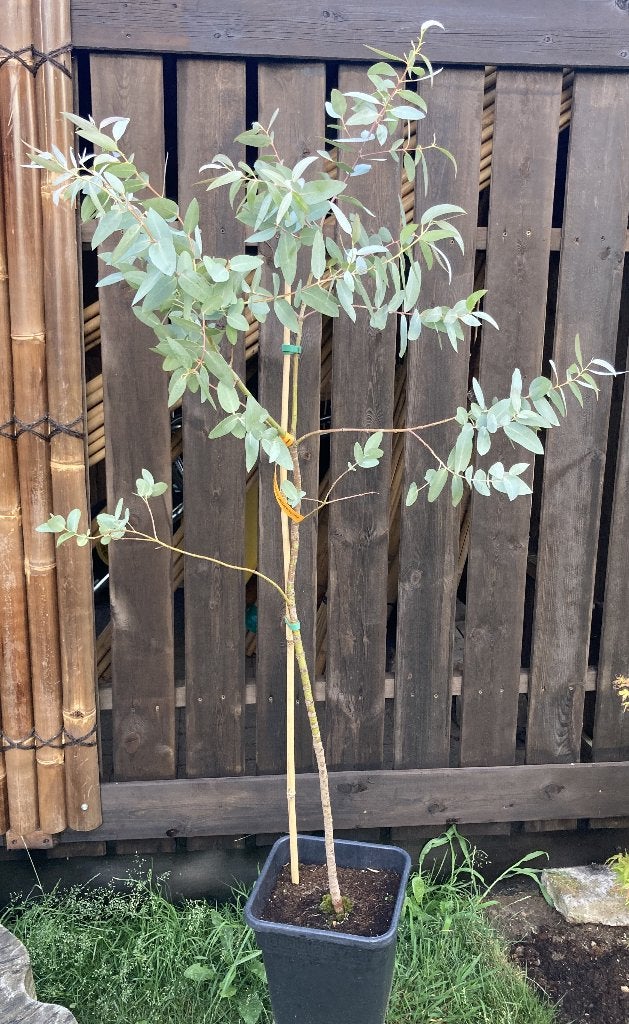 Eucalyptus glaucescens, Overige soorten, 100 tot 250 cm, Ophalen, Volle zon
