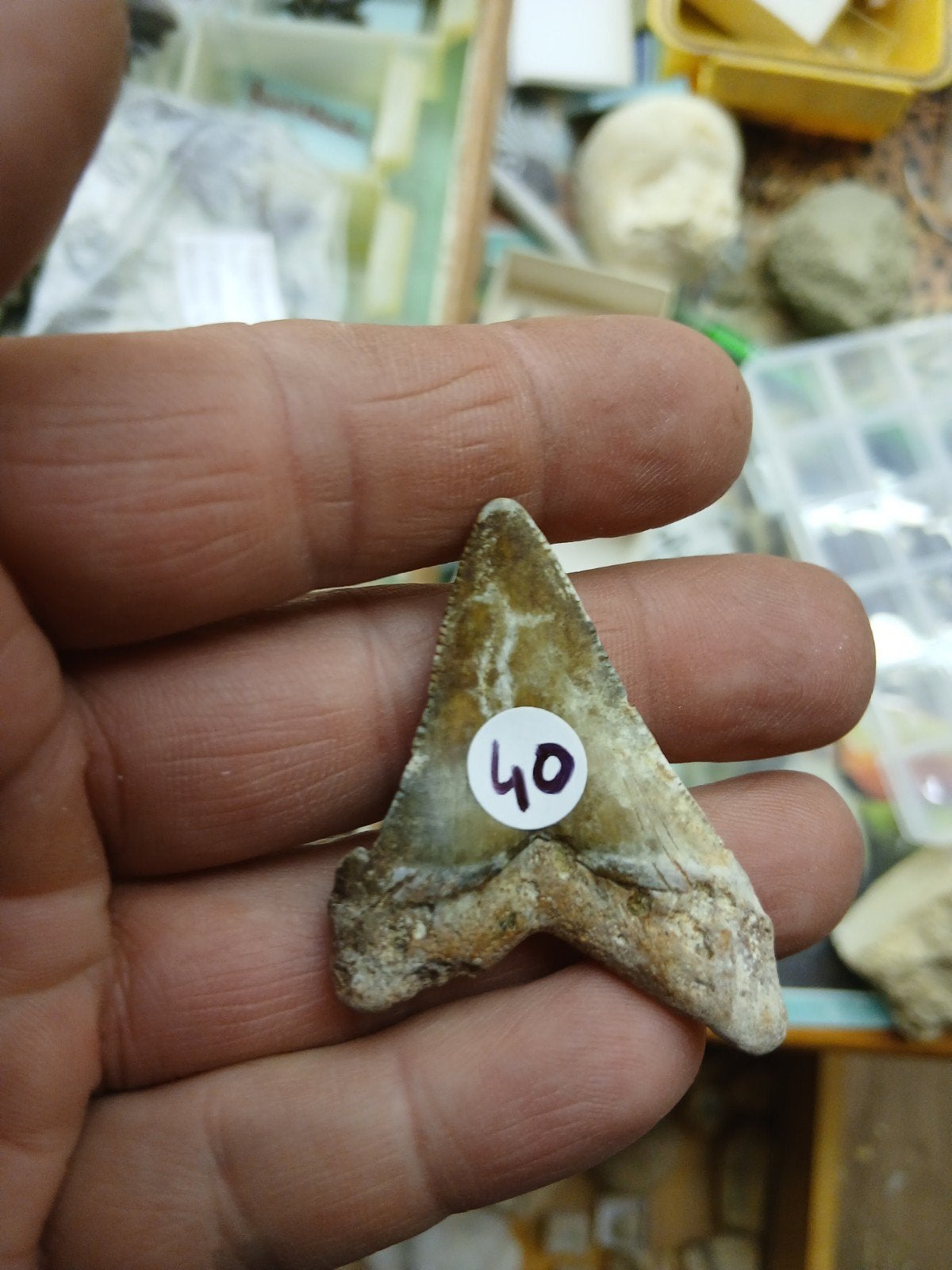 otodus angustidens haaietand, Ophalen of Verzenden, Fossiel