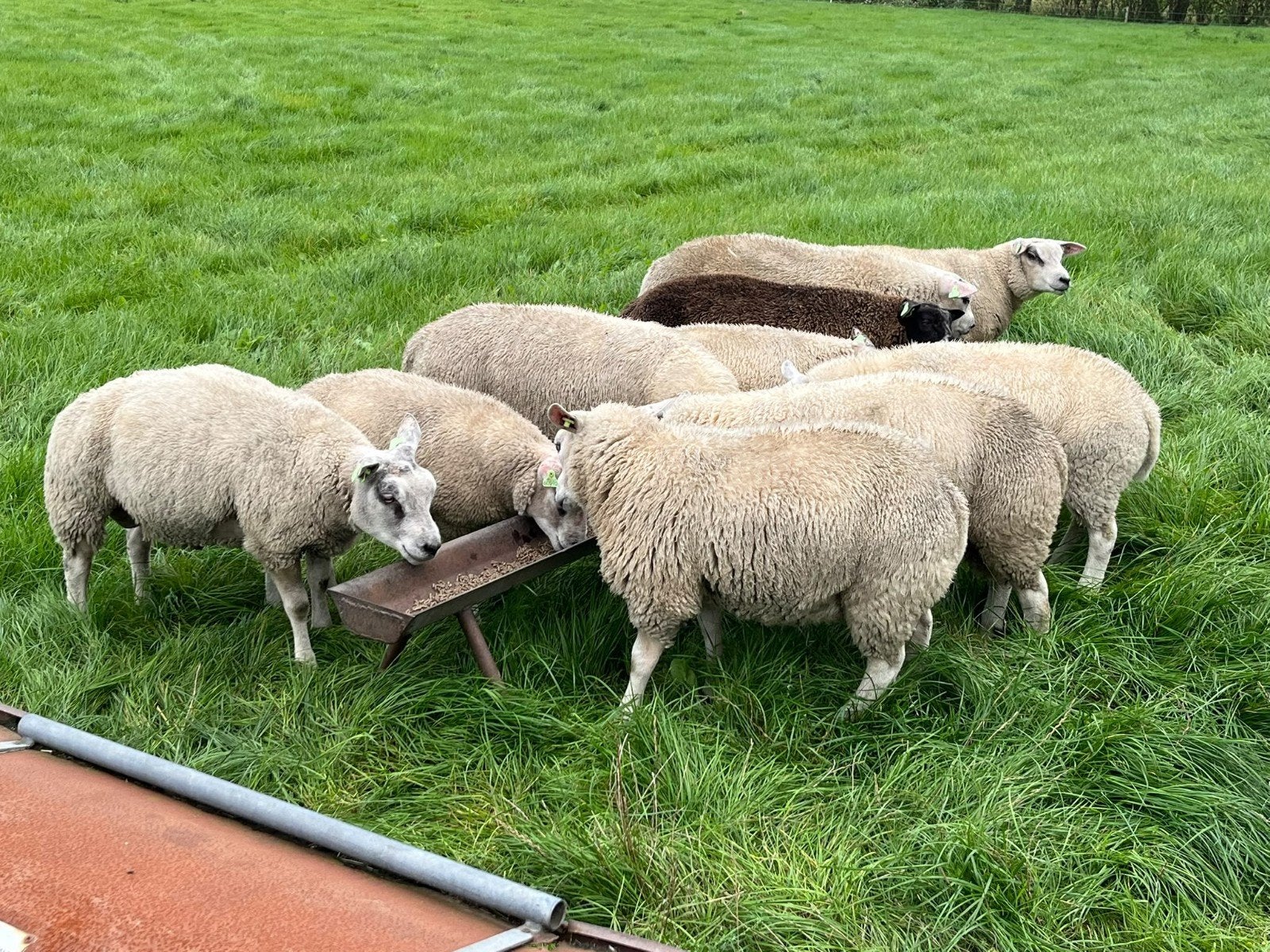 Ram lammeren tekoop., Meerdere dieren, Schaap