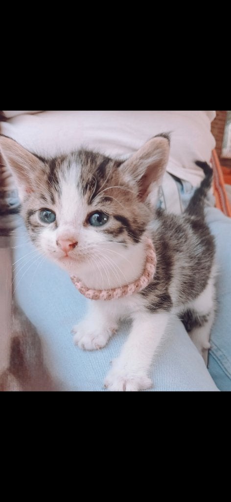 Mooie kittens te koop, Dieren en Toebehoren, Poes, 0 tot 2 jaar
