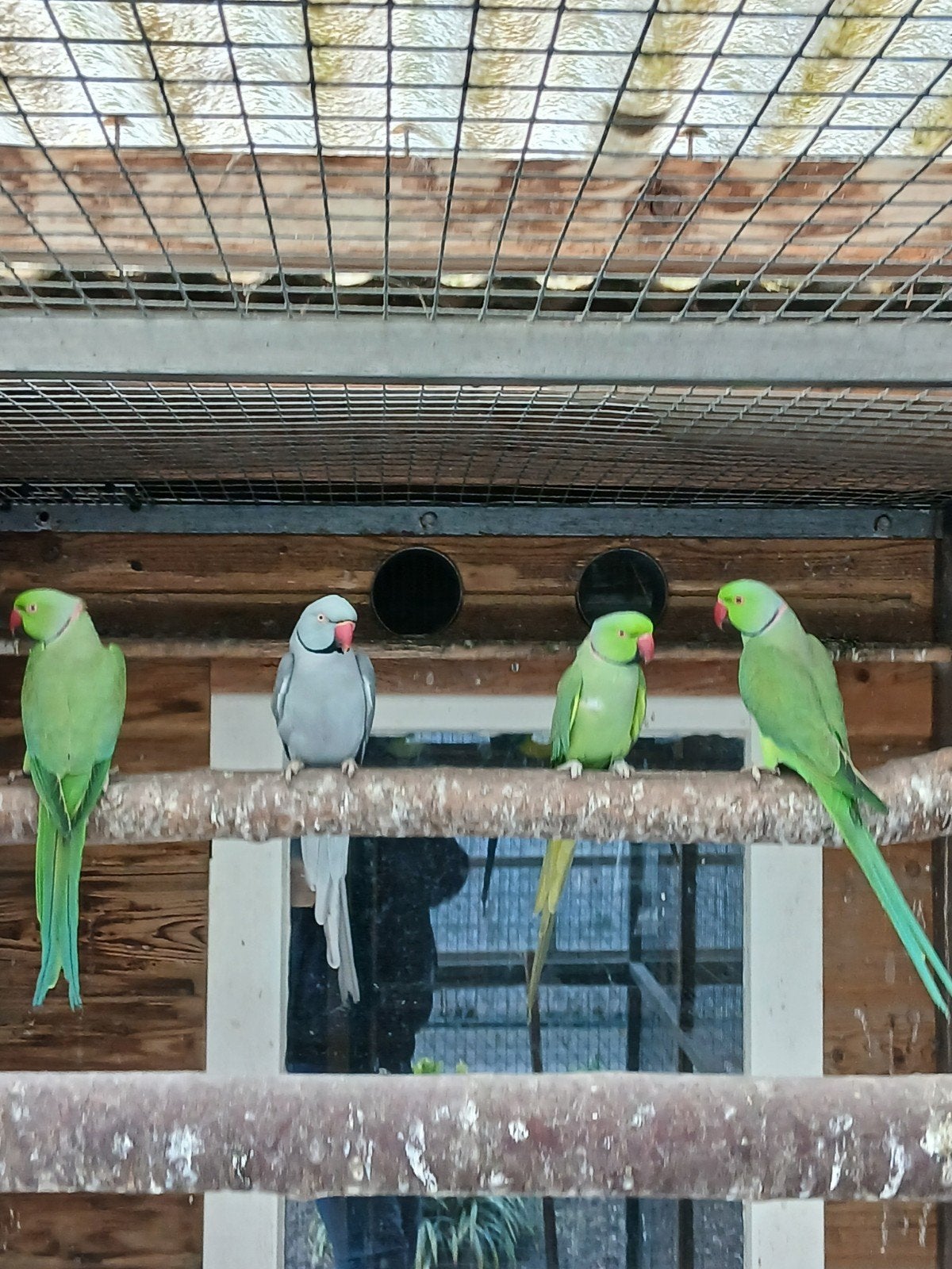 Te koop 2 groene halsband parkiet mannen, Dieren en Toebehoren, Mannelijk, Parkiet
