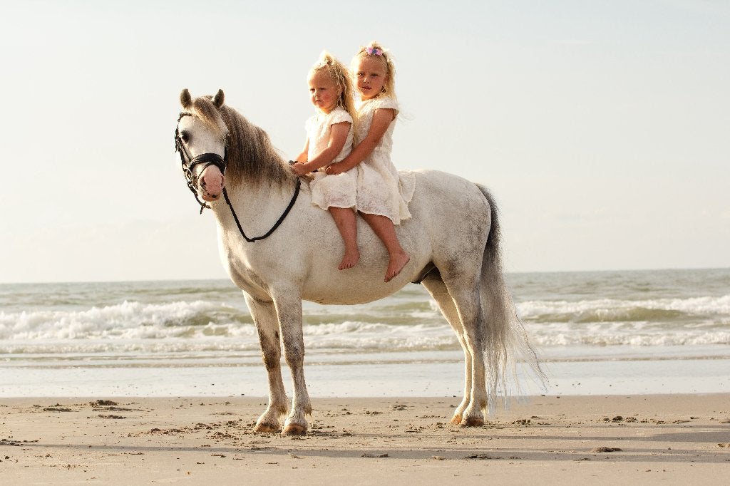Pony, Dieren en Toebehoren, B, Ruin, A pony (tot 1.17m), 7 tot 10 jaar